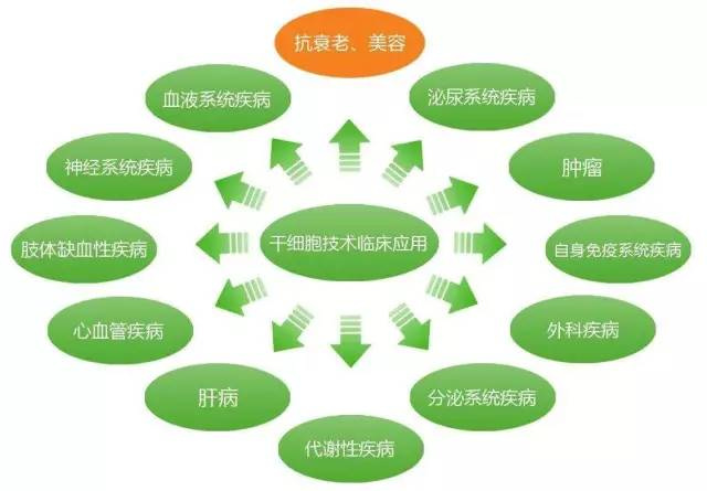 干細(xì)胞臨床應(yīng)用時(shí)代到來 人體干細(xì)胞技術(shù)開發(fā)與應(yīng)用