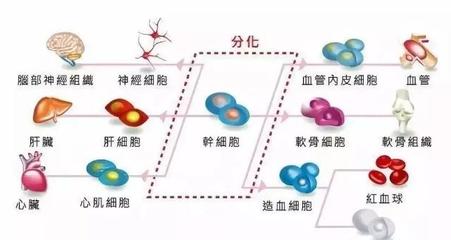 儲存干細(xì)胞 為未來健康構(gòu)筑希望種子